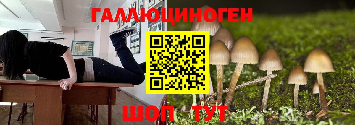 Новошахтинск  Псилоцибиновые грибы MAGIC MUSHROOMS  Вход с VPN 